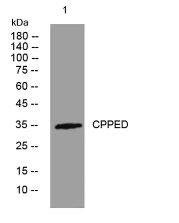 CPPED rabbit pAb