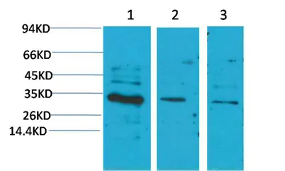 CNTF rabbit pAb - image 1