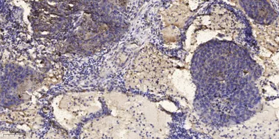 IRF-7 (phospho-Ser477) rabbit pAb - image 1