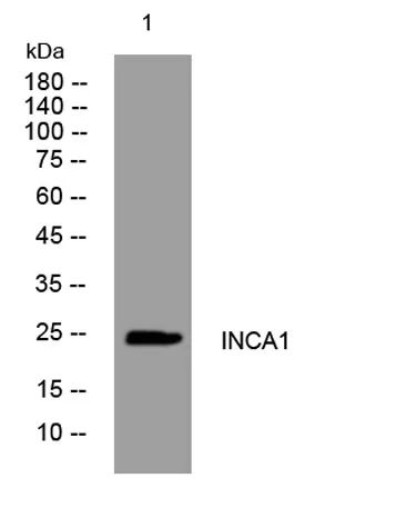 INCA1 rabbit pAb