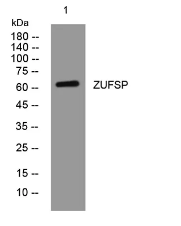 ZUFSP rabbit pAb