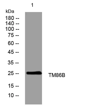 TM86B rabbit pAb