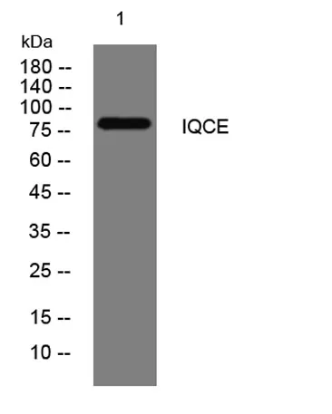 IQCE rabbit pAb