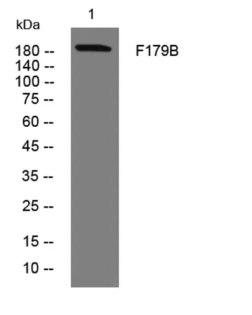 F179B rabbit pAb