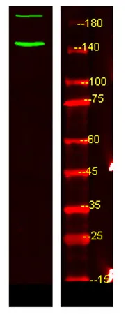 c-Abl (phospho-Tyr89) rabbit pAb - image 1