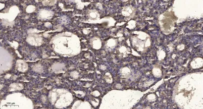 RIP3 (phospho-Ser227) rabbit pAb - image 1