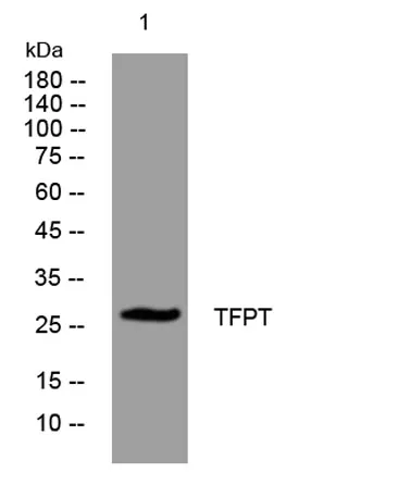 TFPT rabbit pAb - image 1