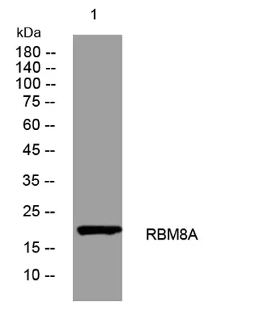 RBM8A rabbit pAb
