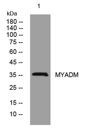 MYADM rabbit pAb