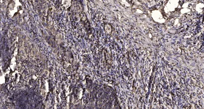 M-CSF Receptor (phospho-Tyr546) rabbit pAb - image 1