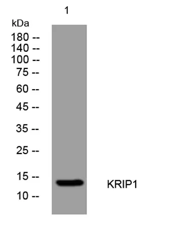 KRIP1 rabbit pAb