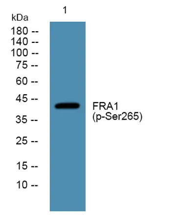 FRA1 (phospho-Ser265) rabbit pAb