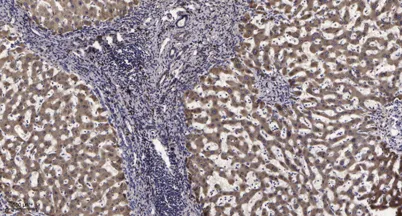 Stat3 (Acetyl Lys685) rabbit pAb - image 1