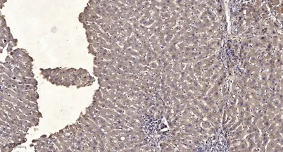 M-CSF Receptor (phospho-Tyr923) rabbit pAb - image 1