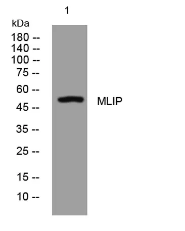 MLIP rabbit pAb - image 1
