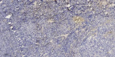 FCGBP rabbit pAb