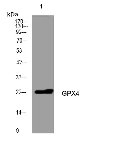 GPX4 rabbit pAb
