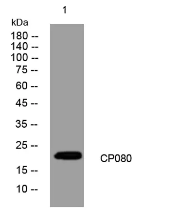 CP080 rabbit pAb