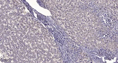 NF-κB p105 (Cleaved-Thr434) rabbit pAb - image 1