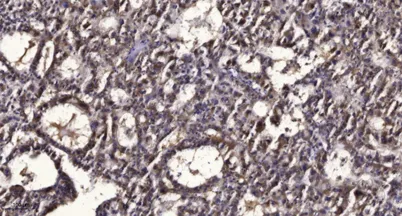 PPAR α (Phospho Ser21) rabbit pAb - image 1