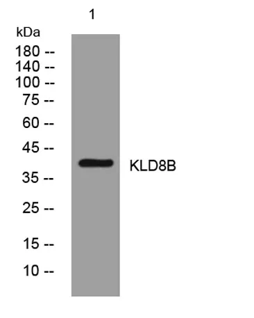 KLD8B rabbit pAb