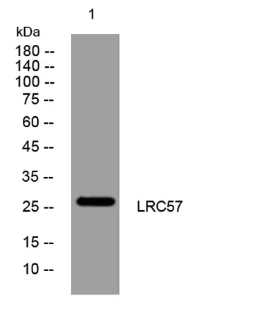 LRC57 rabbit pAb