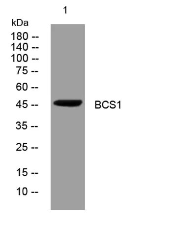 BCS1 rabbit pAb