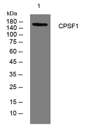 CPSF1 rabbit pAb