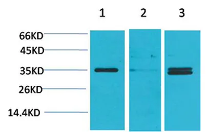 L-type Ca++ CP γ5 rabbit pAb - image 1