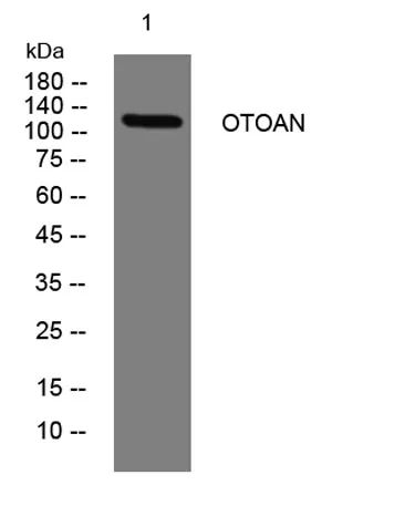 OTOAN rabbit pAb
