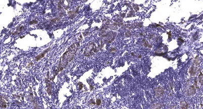 Stat5 (phospho-Tyr694) rabbit pAb - image 1