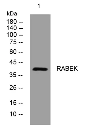 RABEK rabbit pAb