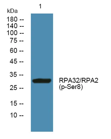 RPA32/RPA2 (phospho-Ser8) rabbit pAb - image 1