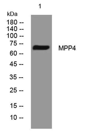 MPP4 rabbit pAb - image 1