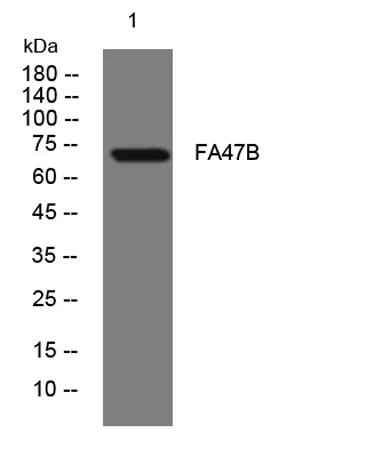 FA47B rabbit pAb