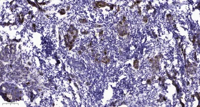 Rad18 (phospho-Ser403) rabbit pAb - image 1