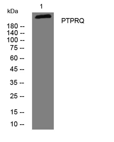 PTPRQ rabbit pAb