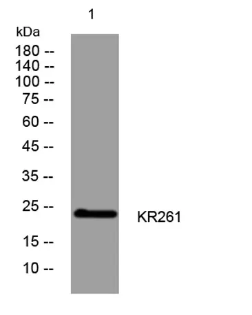 KR261 rabbit pAb
