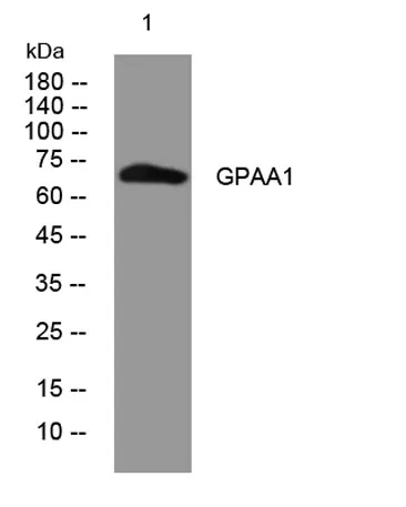 GPAA1 rabbit pAb