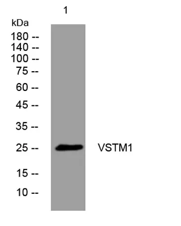 VSTM1 rabbit pAb