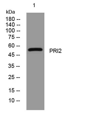 PRI2 rabbit pAb