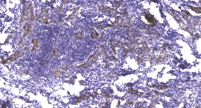 MLCK (Phospho Tyr471) rabbit pAb