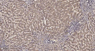Shc (phospho-Tyr317) rabbit pAb - image 1