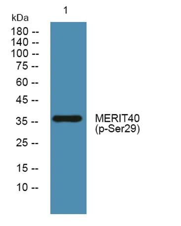 MERIT40 (phospho-Ser29) rabbit pAb - image 1