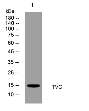 TVC rabbit pAb