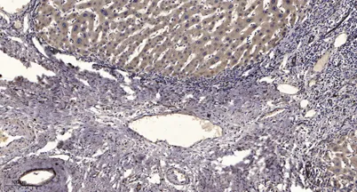 Skp2 (phospho-Ser64) rabbit pAb - image 1