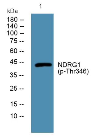 NDRG1 (phospho-Thr346) rabbit pAb - image 1