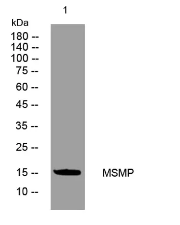 MSMP rabbit pAb - image 1