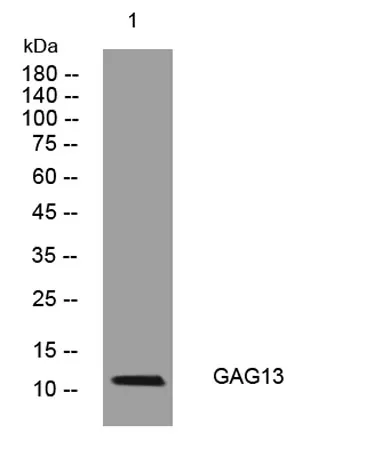 GAG13 rabbit pAb