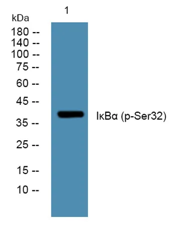 IκB-α (phospho-Ser32) rabbit pAb - image 1